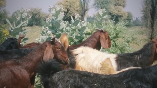 Goats are also man's best friend