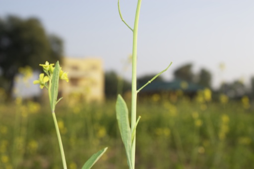 Mustard is a viable crop for farmers