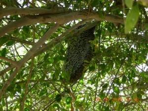 Bee-keeping in India can be sustainable with the right practices