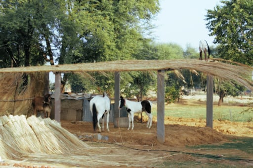 Goats are also man's best friend