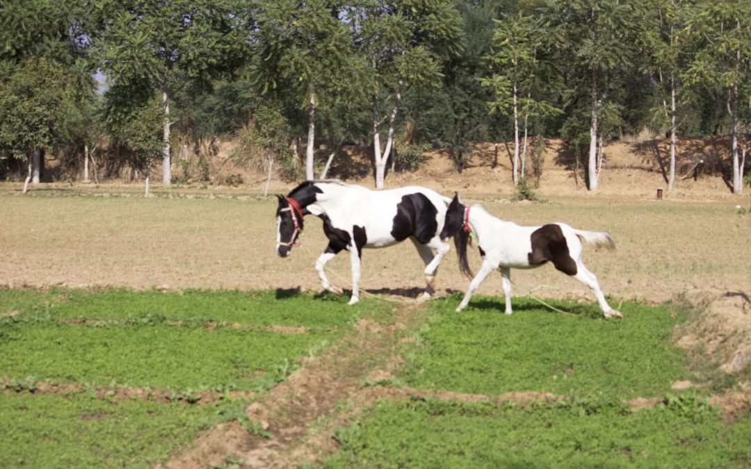 Marwari Horses